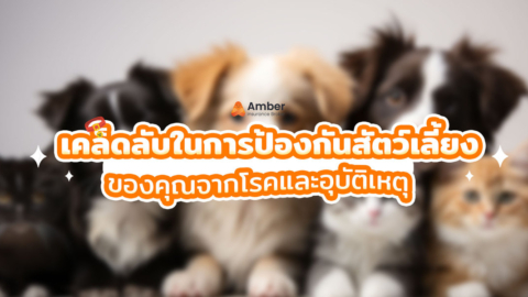 เคล็ดลับในการป้องกันสัตว์เลี้ยงของคุณจากโรคและอุบัติเหตุ